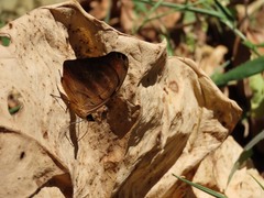Catonephele salambria