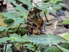 Consul fabius cecrops