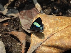 Diaethria euclides phlogea