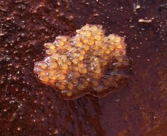 Rhinogobius rubromaculatus