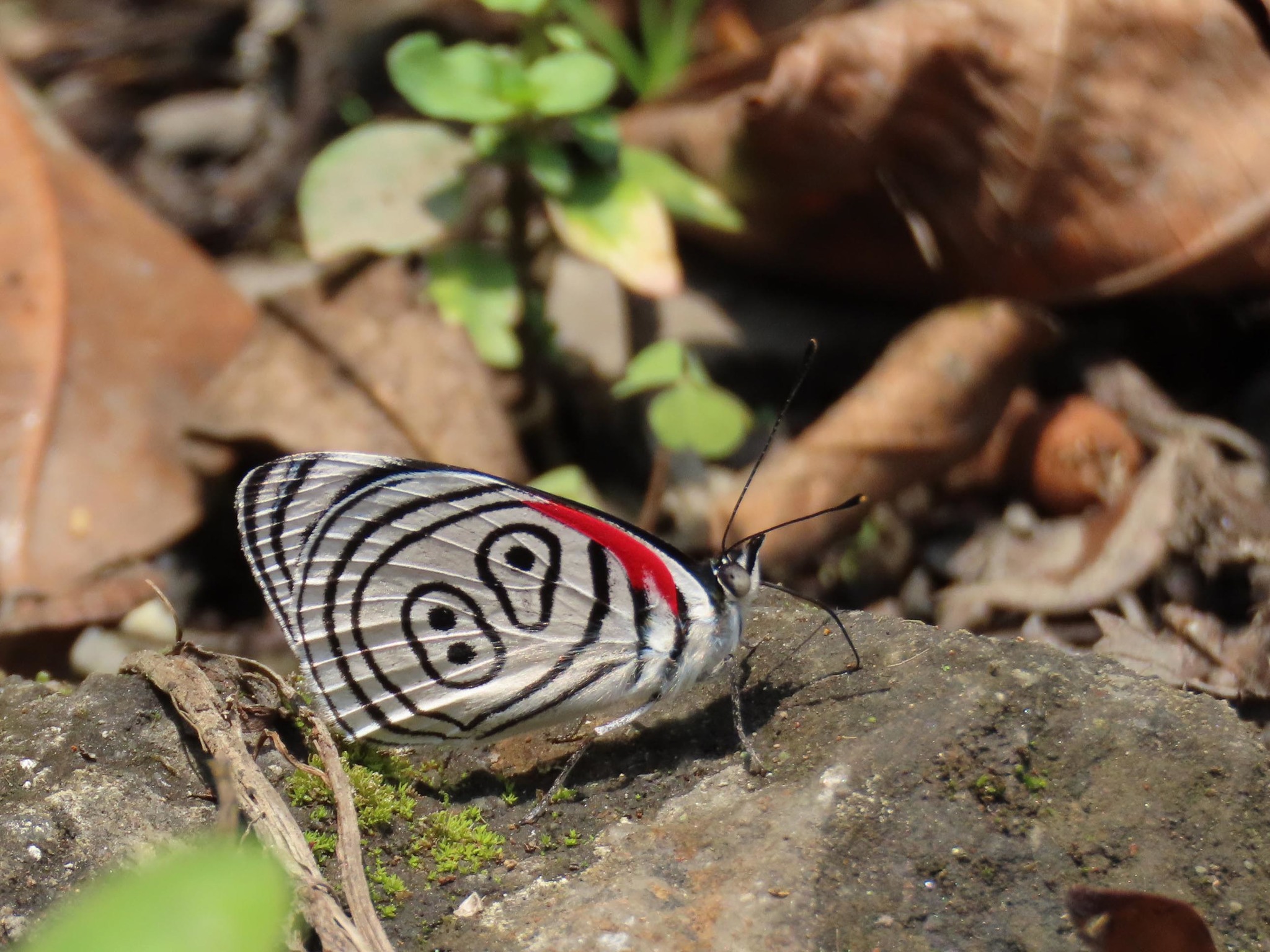 89'98 butterfly (Subspecies Diaethria euclides phlogea
