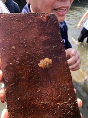 Rhinogobius rubromaculatus