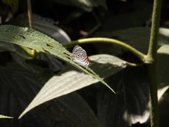 Diaethria euclides phlogea