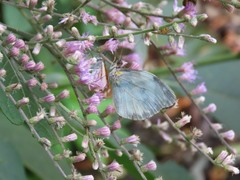 Dismorphia crisia foedora