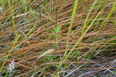 Carex tenuiculmis