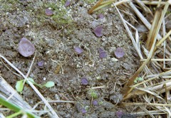 Marcelleina persoonii