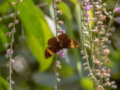 Emesis cypria guppyi
