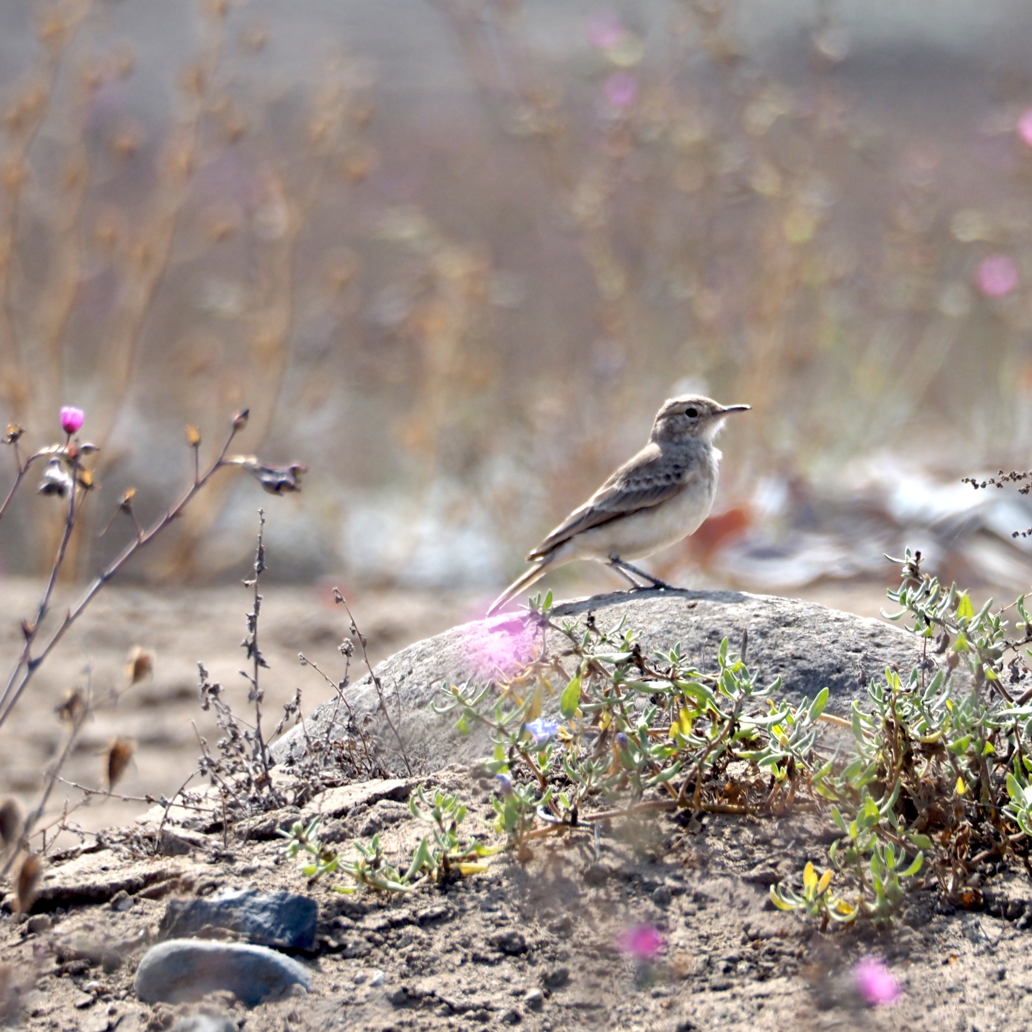Greyish Miner (Geositta maritima), photo 6