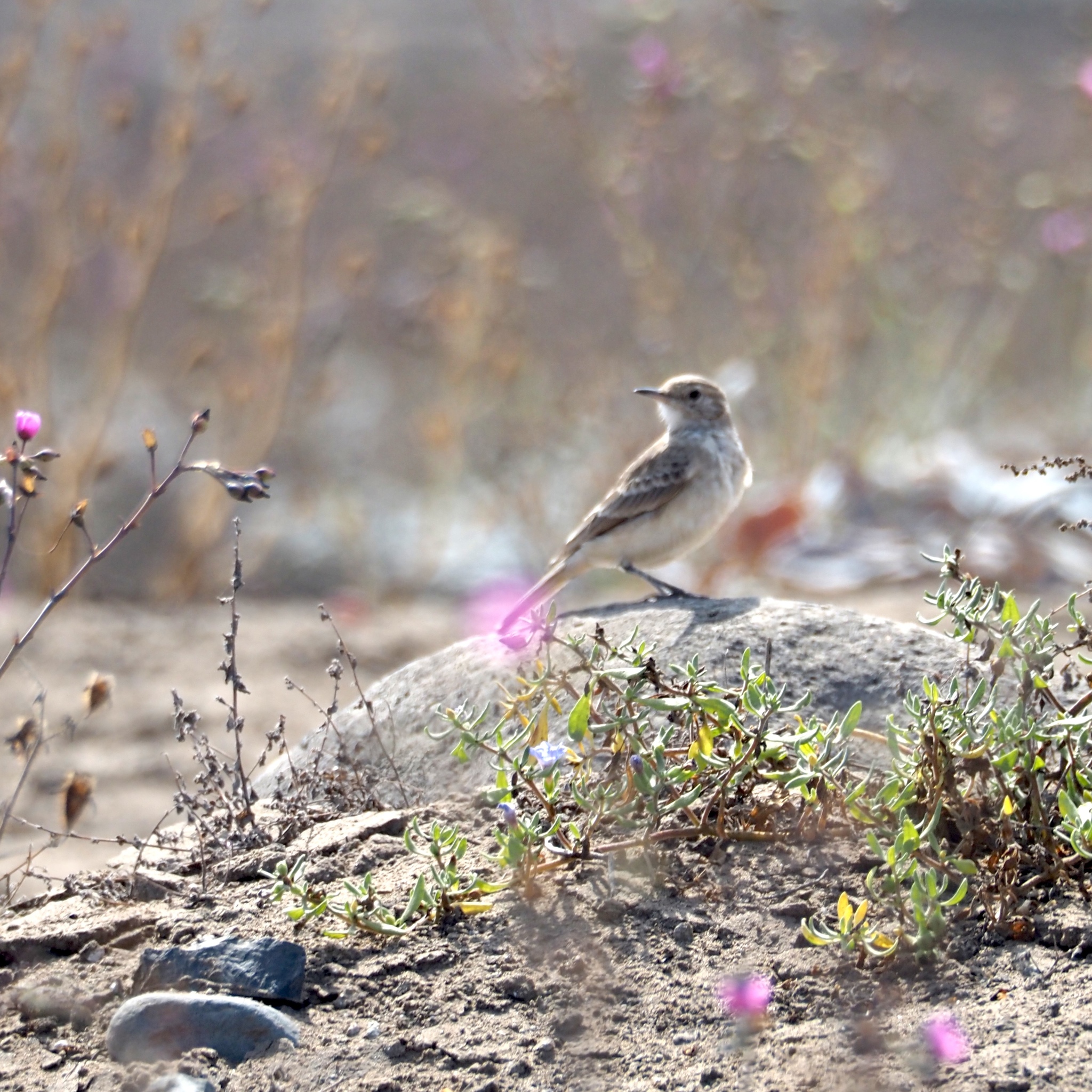 Greyish Miner (Geositta maritima), photo 7