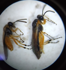 Athalia cordata