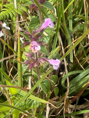 Clinopodium umbrosum observed 2025-11-22