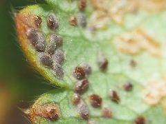 Trachyspora intrusa