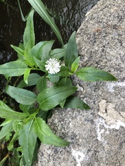 Gymnocoronis spilanthoides