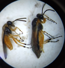 Athalia cordata