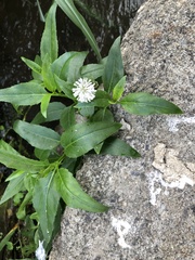 Gymnocoronis spilanthoides