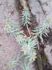 Euphorbia rigida