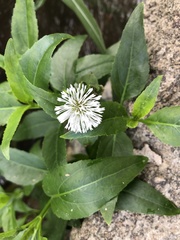 Gymnocoronis spilanthoides