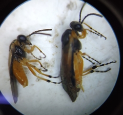 Athalia cordata