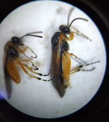 Athalia cordata