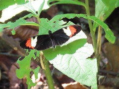 Heliconius heurippa