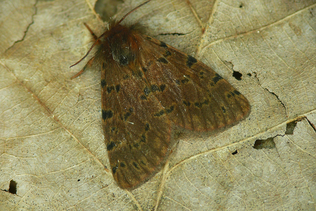 Ocnogyna breveti