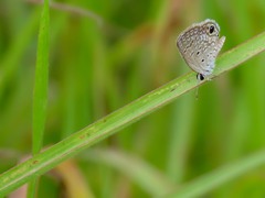 Hemiargus hanno hanno