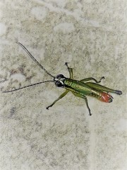 Proctolabinae