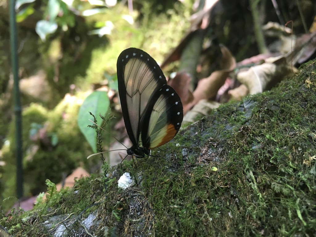 Hyalyris ocna