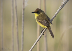 Pseudocolopteryx flaviventris