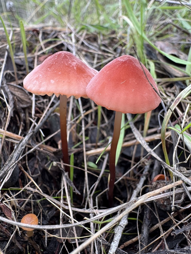 Marasmius plicatulus · November 2025 · photo: © travis566 (iNaturalist, cc-by)