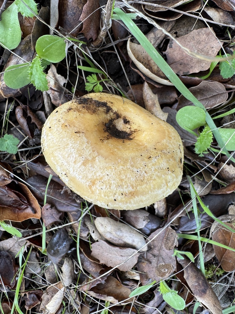 Lactarius alnicola · November 2025 · photo: © travis566 (iNaturalist, cc-by)