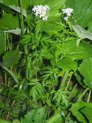 Achillea macrophylla