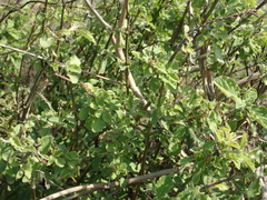Achyranthes indica