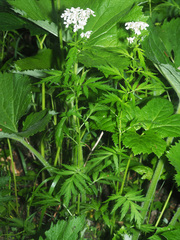 Achillea macrophylla