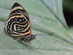 Prepona amydon amydonius