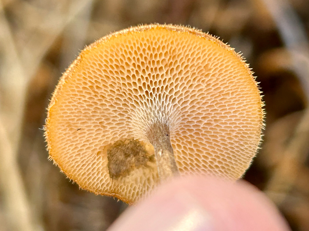 Lentinus arcularius · November 2025 · photo: © egordon88 (iNaturalist, cc0)