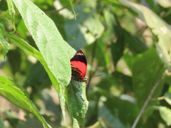 Prepona amydon amydonius