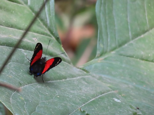 White-spotted Agrias (Prepona amydon) · iNaturalist