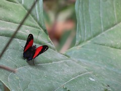 Prepona amydon amydonius