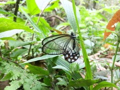 Pseudohaetera hypaesia