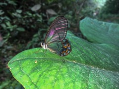Pseudohaetera hypaesia