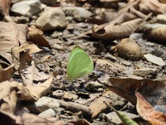 Pseudopieris nehemia