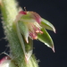 Achyranthes aspera indica - Photo no rights reserved, uploaded by 葉子