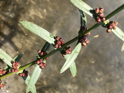Image of Ammannia auriculata by (c) Cheng-Tao Lin, some rights reserved (CC BY)