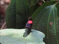 Heliconius erato hydara