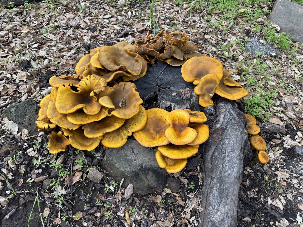 Omphalotus olivascens · November 2025 · photo: © travis566 (iNaturalist, cc-by)