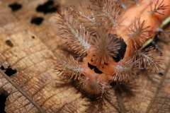 Lepidoptera