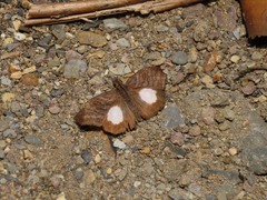 Theagenes albiplaga