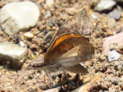 Theagenes albiplaga