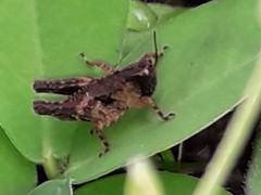 Batrachideini